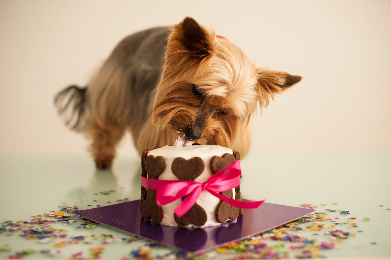 Dog with Cake